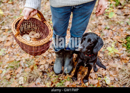 Méconnaissable man with dog holding basket avec mushooms, forêt Banque D'Images