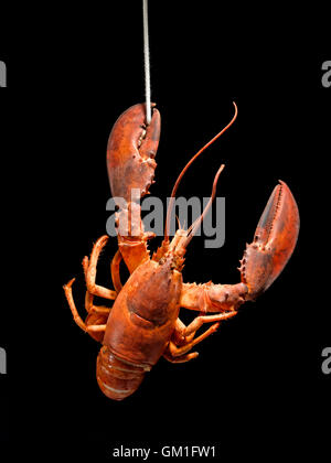 La pendaison de homard sur un fond noir Banque D'Images