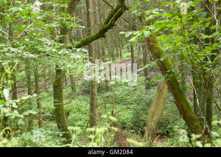 Forrest en Allemagne Banque D'Images