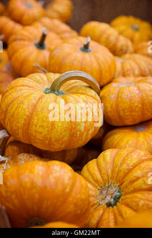 Des tas de citrouilles à l'affiche au marché de fermiers pendant la saison d'automne Banque D'Images