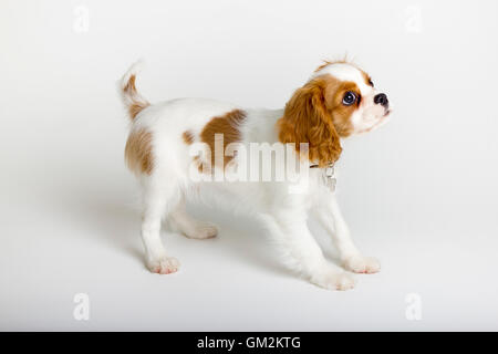 Cavalier King Charles Spaniel Banque D'Images