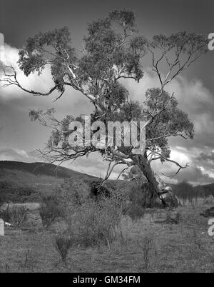 L'Australie : Gum Tree, montagnes enneigées, EN IN Banque D'Images