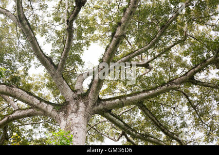 Le kapokier, Ceiba pentandra, poussant dans la forêt tropicale, le Costa Rica, Amérique Centrale Banque D'Images