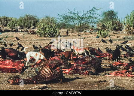 Chiens féraux, Canis lupus familiaris, d'alimentation animale à une décharge publique à l'extérieur de Bharatpur, Inde Banque D'Images