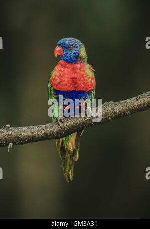 Rainbow Lorikeet, Trichoglossus moluccanus, New South Wales, Australie Banque D'Images