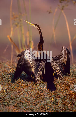 Dard indien ou Snakebird, Anhinga melanogaster, le séchage des ailes, plumage nuptial, parc national de Keoladeo Ghana, Bharatpur, Rajasthan, Inde Banque D'Images