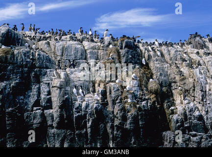 Guillemot (Uria aalge) et Mouette tridactyle (Rissa tridactyla), Cliff, colonie de nidification, Iles Farne, Northumberland, Îles britanniques Banque D'Images