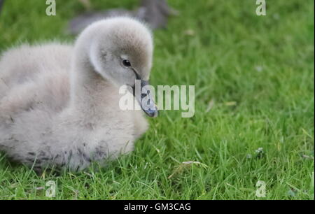 Gosling du cygne noir assis sur l'herbe Banque D'Images