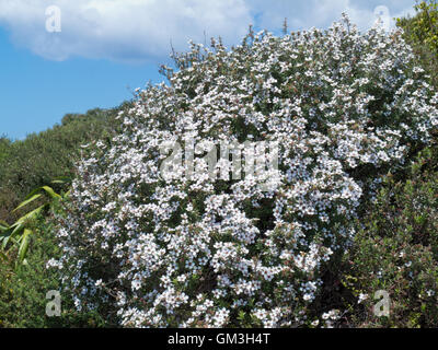 Blooming Leptospermum scoparium Manuka NZ l'arbre de thé Banque D'Images