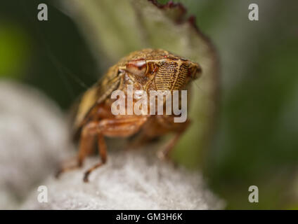 Alder Spittlebug (Aphrophora alni). Les nymphes de cette espèce produit une mousse d'prptective autour d'eux, connu sous le nom de 'cuckoo spit'. Banque D'Images