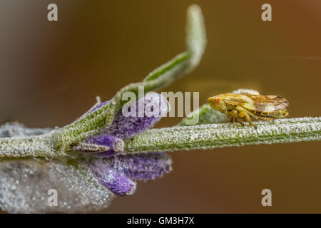 Alder Spittlebug (Aphrophora alni). Les nymphes de cette espèce produit une mousse d'prptective autour d'eux, connu sous le nom de 'cuckoo spit'. Banque D'Images