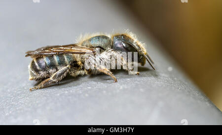 Femme Osmia caerulescens mason bee Banque D'Images