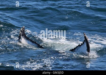 Les baleines à bosse au large de la côte du Massachusetts montrant leur queue Banque D'Images