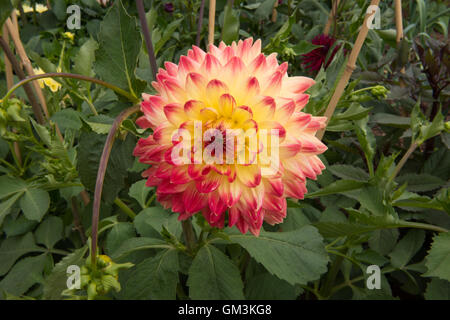 Dahlia décoratif 'Lady Darlene' dans un jardin à Somerset, Angleterre, Royaume-Uni Banque D'Images