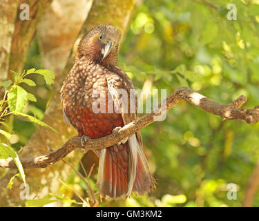 Un Kaka à in. Banque D'Images