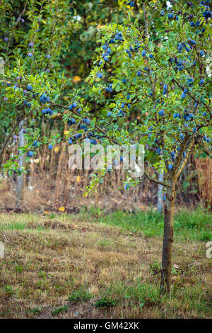 Plein d'arbres dans un verger prunes bleu Banque D'Images