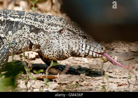 Noir argentin et blanc tégu lizard (Salvator merianae) effleurant sa langue maternelle dans le Pantanal, Brésil, Amérique du Sud Banque D'Images