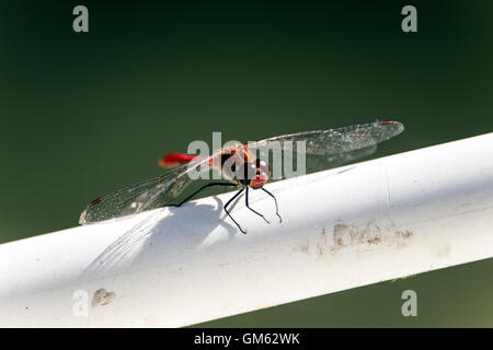 Belgrade, Serbie - Libellule écarlate (Crocothemis erythraea) perché sur un bateau de pêche fence Banque D'Images