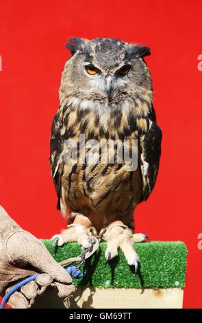 Grand Hibou Max lors de l'assemblée au ZSL London Zoo pesée où les animaux sont pesés et mesurés. Banque D'Images