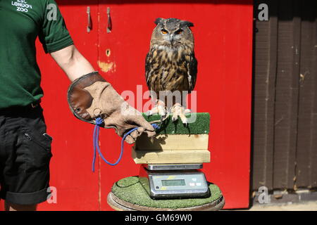 Grand Hibou Max lors de l'assemblée au ZSL London Zoo pesée où les animaux sont pesés et mesurés. Banque D'Images