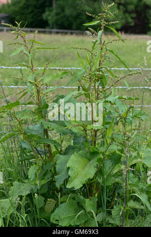 Un dock large floraison, Rumex obtusifolius, une mauvaise herbe des pâturages et prairies, juin Banque D'Images