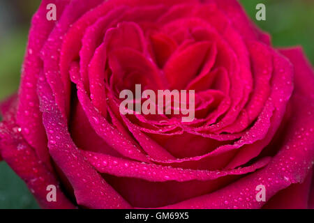 Les gouttelettes d'eau sur les verticilles de pétales rouges sur une grande rose rouge , Rosa spp. après une douche de pluie Banque D'Images