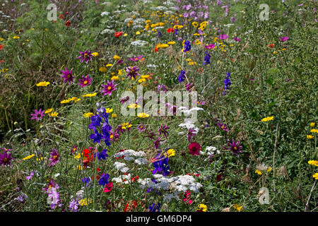 Pré de fleurs sauvages colorées traditionnelles simulant un champ planté sur le bord du parcours de golf de Pittville Cheltenham UK Banque D'Images