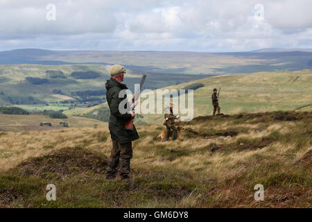 Hommes prêts leurs fusils pendant un huppée tourner en haute sur le Yorkshire Moors, swinithwaite dans Yorkshire du nord. Banque D'Images