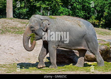 / L'éléphant d'Asie éléphant d'Asie (Elephas maximus) mange de l'herbe pendant le repas au zoo Banque D'Images