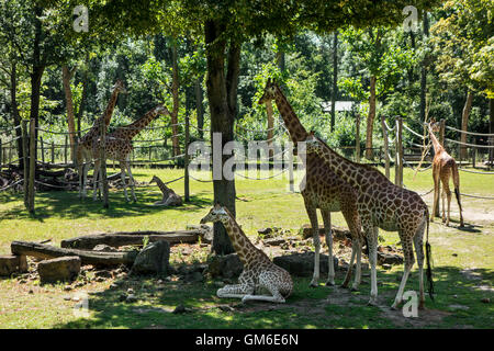 Les Girafes avec des bébés dans l'air extérieur dans l'enceinte du zoo de Planckendael, Belgique Banque D'Images