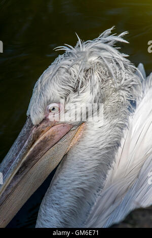 Close up of pélican frisé (Pelecanus crispus) Nager dans le lac, originaire d'Europe et d'Asie Banque D'Images