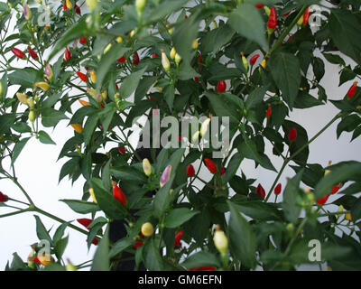 L'usine de piments chili avec divers degrés de maturité Banque D'Images