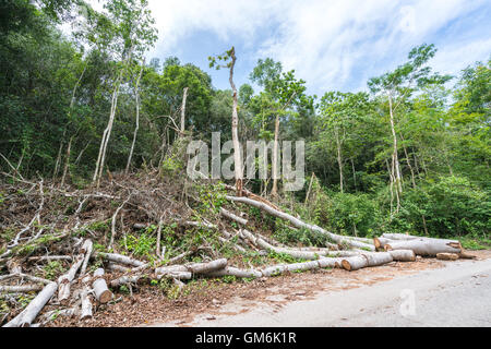 Arbres coupés dans la forêt, la déforestation ou le réchauffement de la notion, de l'environnement Banque D'Images