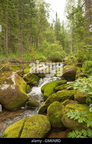 L'eau qui coule sur les pierres couvertes de mousse. Un ruisseau de montagne Banque D'Images