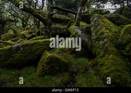 Les rochers de granit, couvert de mousse Wistmans wood, deux ponts, Dartmoor National Park, Devon Banque D'Images