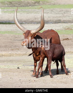 Watusi africains (Bos taurus africanus) mère avec un veau de lait de consommation. A.k.a. Ankole-Watusi longhorn ou bétail Sanga Banque D'Images