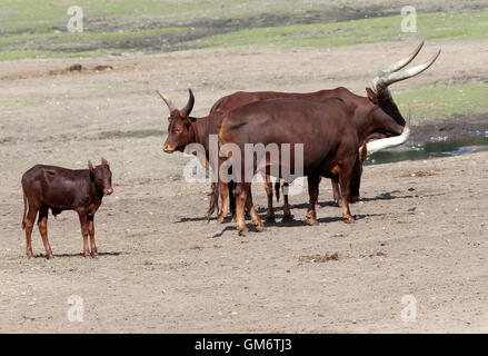 Groupe africain Watusi (Bos taurus africanus) catle avec un veau. A.k.a. Ankole-Watusi longhorn ou bétail Sanga Banque D'Images