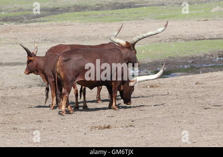 Petit groupe de bovins Watusi africains (Bos taurus africanus) a.k.a. Ankole-Watusi longhorn ou bétail Sanga Banque D'Images