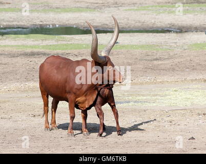 Watusi africains (Bos taurus africanus) mère avec un veau de lait de consommation. A.k.a. Ankole-Watusi longhorn ou bétail Sanga Banque D'Images