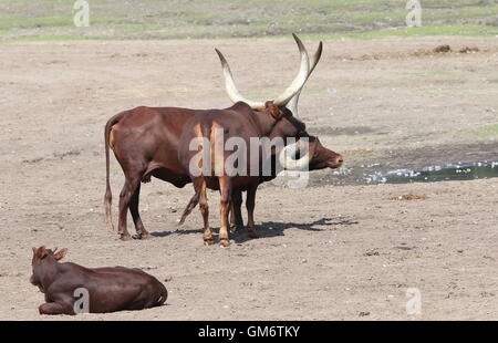 Watusi africains (Bos taurus africanus) Taureau, vache et un veau. A.k.a. Ankole-Watusi longhorn ou bétail Sanga Banque D'Images