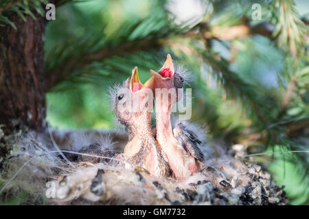 La photo montre les poussins dans le nid Banque D'Images