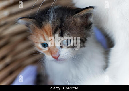 Chaton de quatre semaines à côté de sa mère dans un panier Banque D'Images