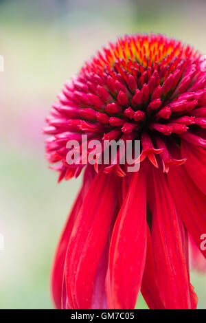 L'échinacée excentrique. Coneflower Banque D'Images