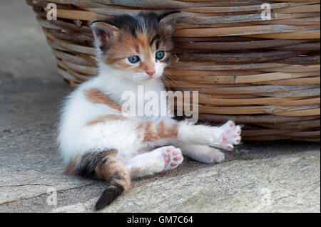 L'âge de quatre semaines le calicot chaton couché à côté d'un panier à l'extérieur Banque D'Images