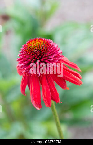 L'échinacée excentrique. Coneflower Banque D'Images