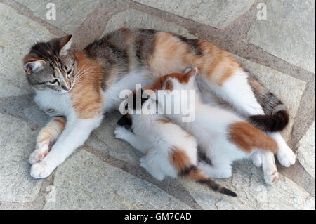 Chat Calico nourrir deux chatons de quatre semaines à l'extérieur Banque D'Images