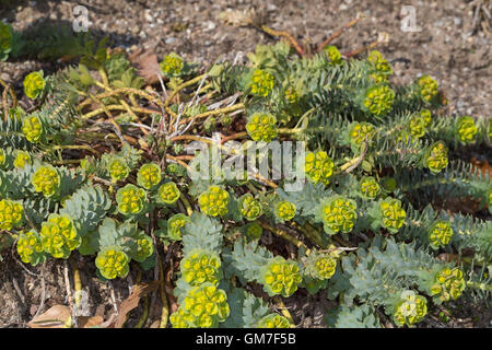 Walzen-Wolfsmilch Walzenwolfsmilch Myrtenblätterige Wolfsmilch,,, Euphorbia myrsinites, Myrtle spurge, bleu, Euphorbe à feuilles larges Banque D'Images