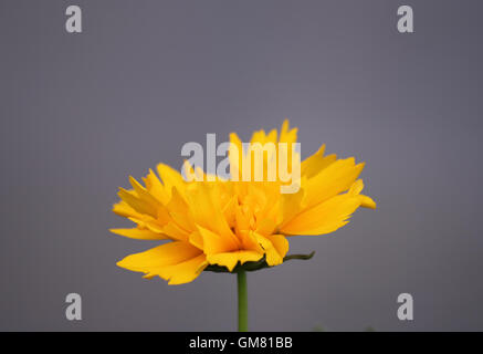 Fleur jaune contre un arrière-plan gris. Banque D'Images