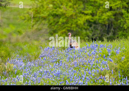 Le dindon sauvage (Meleagris gallopavo), Burnet comté près de Marble Falls, Texas, USA Banque D'Images