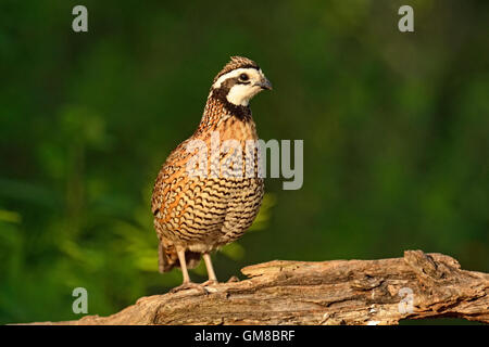 Colin de Virginie (Colinus virginianus), Rio Grande City, Texas, États-Unis Banque D'Images